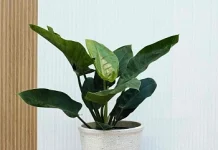 Дышите легко: Комнатные растения для чистого воздуха и уюта в доме – советы от питомника