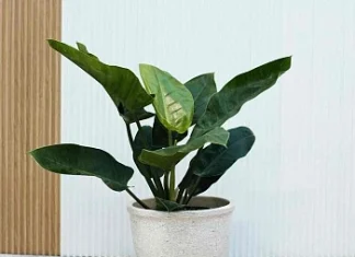 Дышите легко: Комнатные растения для чистого воздуха и уюта в доме – советы от питомника