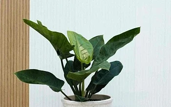 Дышите легко: Комнатные растения для чистого воздуха и уюта в доме – советы от питомника