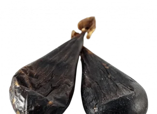 Медвежья желчь: секреты здоровья и польза