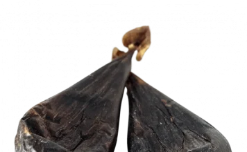 Медвежья желчь: секреты здоровья и польза