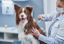 Вакцинация и идентификация животных: забота о здоровье и безопасности питомцев