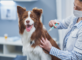 Вакцинация и идентификация животных: забота о здоровье и безопасности питомцев