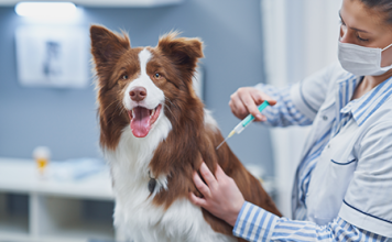 Вакцинация и идентификация животных: забота о здоровье и безопасности питомцев