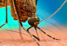 ВОЗ предупреждает об увеличении показателей заболеваемости малярией